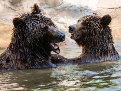 Bruine beer - De Zonnegloed - Dierenpark - Dieren opvangcentrum - Sanctuary